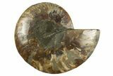 Cut & Polished Ammonite Fossil (Half) - Crystal Pockets #310686-1